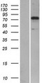 SYTL5 Protein - Western validation with an anti-DDK antibody * L: Control HEK293 lysate R: Over-expression lysate