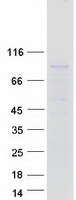 SYTL5 Protein - Purified recombinant protein SYTL5 was analyzed by SDS-PAGE gel and Coomassie Blue Staining