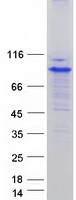 SYVN1 / HRD1 Protein - Purified recombinant protein SYVN1 was analyzed by SDS-PAGE gel and Coomassie Blue Staining