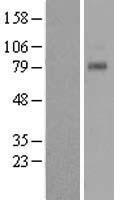 T1R1 / TAS1R1 Protein - Western validation with an anti-DDK antibody * L: Control HEK293 lysate R: Over-expression lysate