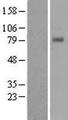 T1R1 / TAS1R1 Protein - Western validation with an anti-DDK antibody * L: Control HEK293 lysate R: Over-expression lysate