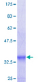 T1R1 / TAS1R1 Protein - 12.5% SDS-PAGE Stained with Coomassie Blue.