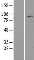 T1R3 / TAS1R3 Protein - Western validation with an anti-DDK antibody * L: Control HEK293 lysate R: Over-expression lysate