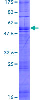 TAAR1 / TA1 Protein - 12.5% SDS-PAGE of human TAAR1 stained with Coomassie Blue