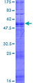 TAAR1 / TA1 Protein - 12.5% SDS-PAGE of human TAAR1 stained with Coomassie Blue