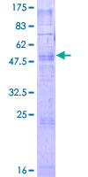 TAAR2 / GPR58 Protein - 12.5% SDS-PAGE of human TAAR2 stained with Coomassie Blue