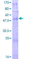 TAAR2 / GPR58 Protein - 12.5% SDS-PAGE of human TAAR2 stained with Coomassie Blue