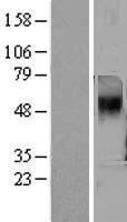 TAAR5 Protein - Western validation with an anti-DDK antibody * L: Control HEK293 lysate R: Over-expression lysate