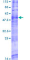 TAAR8 Protein - 12.5% SDS-PAGE of human TAAR8 stained with Coomassie Blue