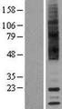 TAAR9 Protein - Western validation with an anti-DDK antibody * L: Control HEK293 lysate R: Over-expression lysate