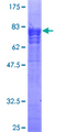 TAB1 Protein - 12.5% SDS-PAGE of human MAP3K7IP1 stained with Coomassie Blue