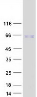 TAB1 Protein - Purified recombinant protein TAB1 was analyzed by SDS-PAGE gel and Coomassie Blue Staining