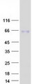 TAB1 Protein - Purified recombinant protein TAB1 was analyzed by SDS-PAGE gel and Coomassie Blue Staining
