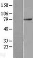 TAB2 Protein - Western validation with an anti-DDK antibody * L: Control HEK293 lysate R: Over-expression lysate