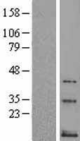 TAC3 / Tachykinin Protein - Western validation with an anti-DDK antibody * L: Control HEK293 lysate R: Over-expression lysate