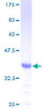 TAC3 / Tachykinin Protein - 12.5% SDS-PAGE of human TAC3 stained with Coomassie Blue
