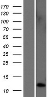 TAC4 Protein - Western validation with an anti-DDK antibody * L: Control HEK293 lysate R: Over-expression lysate