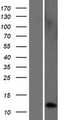 TAC4 Protein - Western validation with an anti-DDK antibody * L: Control HEK293 lysate R: Over-expression lysate