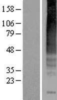 TACR1 / NK1R Protein - Western validation with an anti-DDK antibody * L: Control HEK293 lysate R: Over-expression lysate