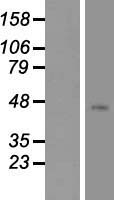 TACR2 / NK2R Protein - Western validation with an anti-DDK antibody * L: Control HEK293 lysate R: Over-expression lysate