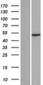 TADA2B Protein - Western validation with an anti-DDK antibody * L: Control HEK293 lysate R: Over-expression lysate