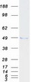 TADA3 / ADA3 Protein - Purified recombinant protein TADA3 was analyzed by SDS-PAGE gel and Coomassie Blue Staining