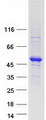 TADA3 / ADA3 Protein - Purified recombinant protein TADA3 was analyzed by SDS-PAGE gel and Coomassie Blue Staining