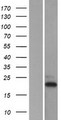 TAF10 Protein - Western validation with an anti-DDK antibody * L: Control HEK293 lysate R: Over-expression lysate