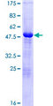 TAF10 Protein - 12.5% SDS-PAGE of human TAF10 stained with Coomassie Blue