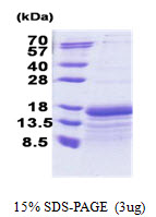 TAF10 Protein