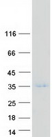 TAF10 Protein - Purified recombinant protein TAF10 was analyzed by SDS-PAGE gel and Coomassie Blue Staining