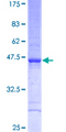 TAF12 Protein - 12.5% SDS-PAGE of human TAF12 stained with Coomassie Blue