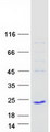 TAF12 Protein - Purified recombinant protein TAF12 was analyzed by SDS-PAGE gel and Coomassie Blue Staining
