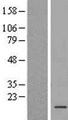 TAF13 Protein - Western validation with an anti-DDK antibody * L: Control HEK293 lysate R: Over-expression lysate