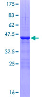 TAF13 Protein - 12.5% SDS-PAGE of human TAF13 stained with Coomassie Blue