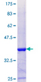 TAF13 Protein - 12.5% SDS-PAGE Stained with Coomassie Blue.