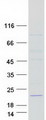 TAF13 Protein - Purified recombinant protein TAF13 was analyzed by SDS-PAGE gel and Coomassie Blue Staining