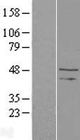 TAF1A Protein - Western validation with an anti-DDK antibody * L: Control HEK293 lysate R: Over-expression lysate