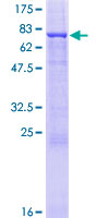 TAF1A Protein - 12.5% SDS-PAGE of human TAF1A stained with Coomassie Blue