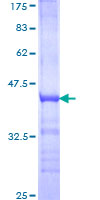 TAF1A Protein - 12.5% SDS-PAGE Stained with Coomassie Blue.