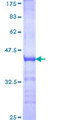 TAF1A Protein - 12.5% SDS-PAGE Stained with Coomassie Blue.