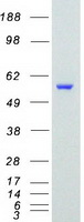 TAF1A Protein - Purified recombinant protein TAF1A was analyzed by SDS-PAGE gel and Coomassie Blue Staining