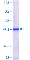 TAF1C Protein - 12.5% SDS-PAGE Stained with Coomassie Blue.