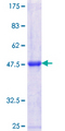 TAF1C Protein - 12.5% SDS-PAGE Stained with Coomassie Blue.