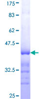 TAF4 Protein - 12.5% SDS-PAGE Stained with Coomassie Blue.