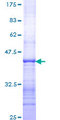 TAF5 Protein - 12.5% SDS-PAGE Stained with Coomassie Blue.
