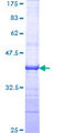 TAF5L Protein - 12.5% SDS-PAGE Stained with Coomassie Blue.