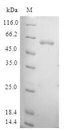 TAF5L Protein - (Tris-Glycine gel) Discontinuous SDS-PAGE (reduced) with 5% enrichment gel and 15% separation gel.