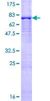 TAF6L Protein - 12.5% SDS-PAGE of human TAF6L stained with Coomassie Blue