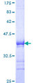 TAF6L Protein - 12.5% SDS-PAGE Stained with Coomassie Blue.
